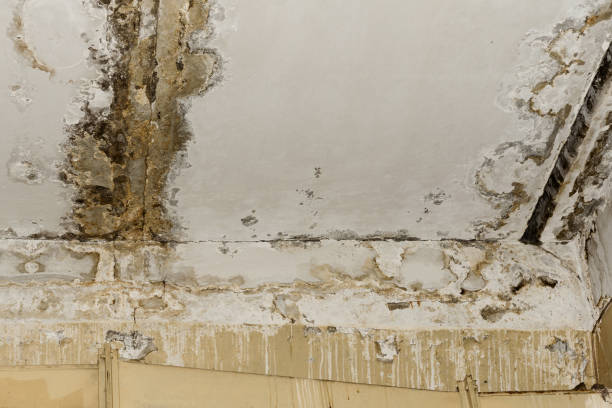 Best Water damage restoration services  in USA